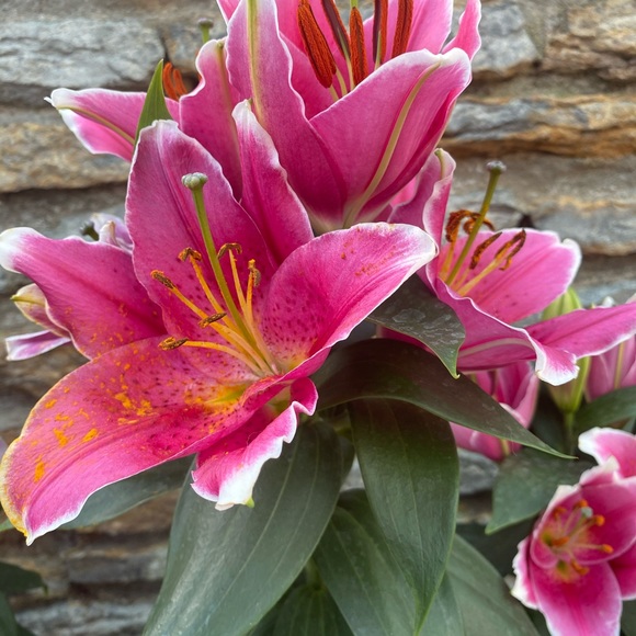 Hi! I’m Liz with 𝓕𝓲𝓸𝓻𝓮 𝓐𝓶𝓸𝓻𝓮. I love fashion and all things pretty! Come shop! 🛍 - Picture 1 of 3